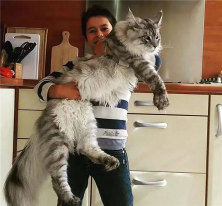 传说世界上最大的猫 乌克兰巨猫