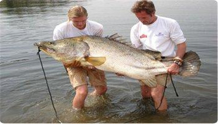 最大最凶恶的淡水鱼:尼罗河鲈鱼 2米长400斤
