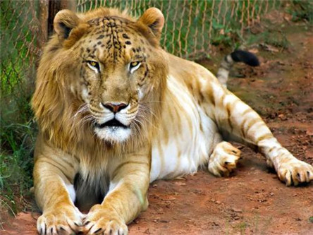 狮虎兽和虎狮兽 哪一个比较厉害你知道吗?