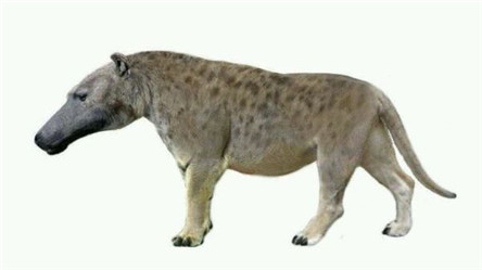 什么是驴头狼 可能存在显示生活中的神兽