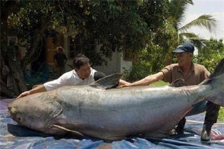 湄公河巨型鲶鱼 世界上最大的淡水鱼