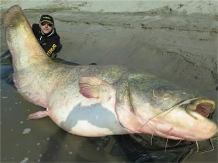 湄公河巨型鲶鱼 世界上最大的淡水鱼