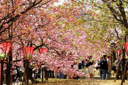 日本樱花祭 凄美的爱情故事