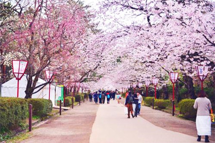 日本樱花祭 凄美的爱情故事