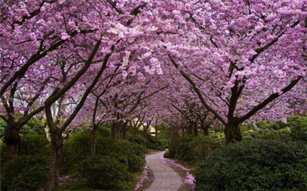 日本樱花祭 凄美的爱情故事