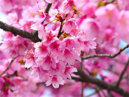 日本樱花祭 凄美的爱情故事