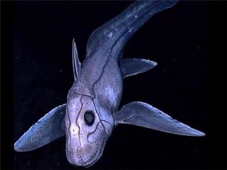 幽灵鲨:活化石一样的存在