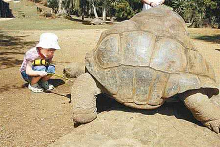 世界最大的陆龟 亚达伯拉象龟
