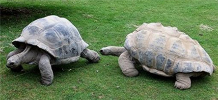 世界最大的陆龟 亚达伯拉象龟