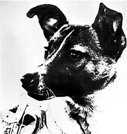 世界第一只太空犬 一只具有历史意义的狗