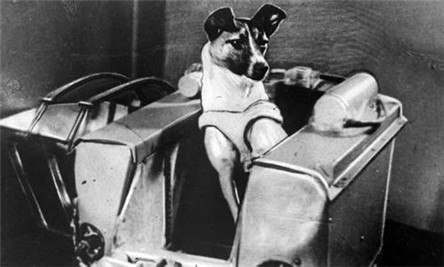 世界第一只太空犬 一只具有历史意义的狗