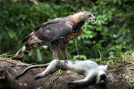 专门吃猴子的老鹰:食猴鹰 翼展3米的怪物