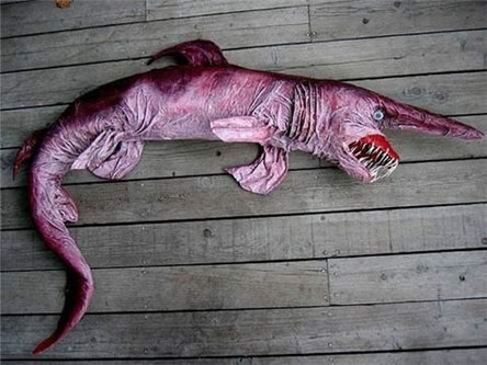 十大怪异鲨鱼 恐怖图片