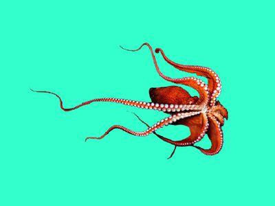 北太平洋巨型章鱼 体长9米的章鱼