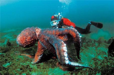 北太平洋巨型章鱼 体长9米的章鱼