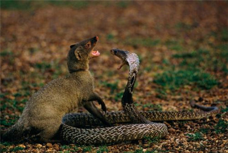 蛇类天敌蛇獴 为什么蛇獴不怕蛇毒?