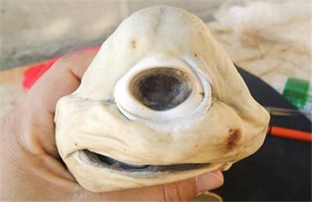 畸形独眼鲨鱼 为什么是一只眼睛你知道吗?