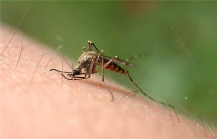 什么血型最招蚊子?教你如何避免蚊子叮咬