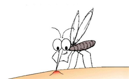什么血型最招蚊子?教你如何避免蚊子叮咬