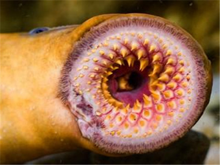 吸血怪兽八目鳗 满嘴环形尖牙的动物