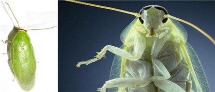最干净的蟑螂:古巴蟑螂 可以用来做宠物
