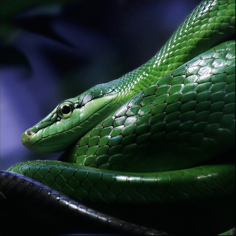 世界上年龄最大的蛇 1687岁到底是不是真的?