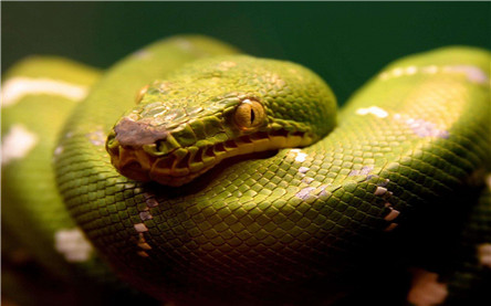 世界上年龄最大的蛇 1687岁到底是不是真的?