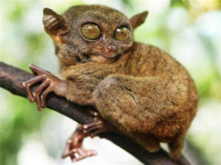 世界上最小的猴子:眼镜猴 眼镜猴的名字由来