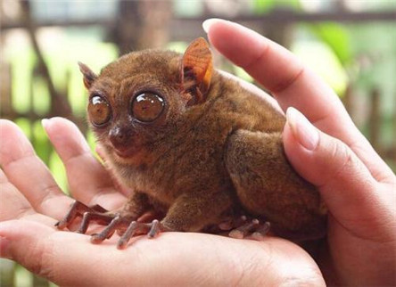 世界上最小的猴子:眼镜猴 眼镜猴的名字由来