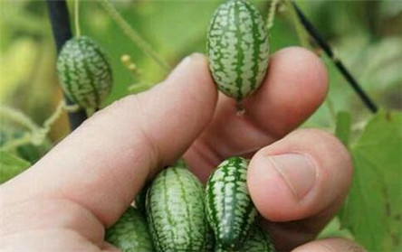 世界最小西瓜:佩普基诺 却要160元一斤