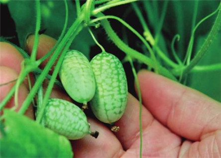 世界最小西瓜:佩普基诺 却要160元一斤