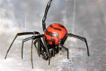 世界上最毒的蜘蛛 被咬到应该怎么办?