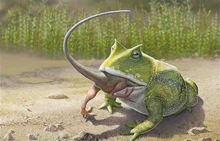 史上最大的青蛙:魔鬼蛙 恐龙蛋都敢吃