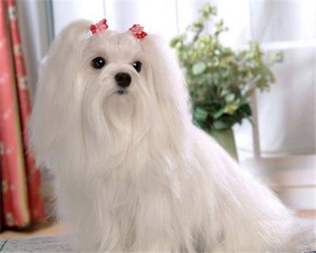 世界上最高贵的狗:马耳他犬 多少钱一只?