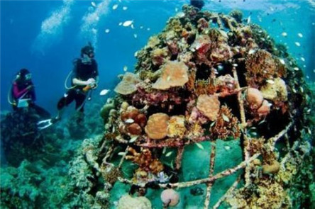 人工鱼礁是什么?有什么具体作用你知道吗?