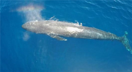 世界上最大的鲸鱼 33.58米长170吨重