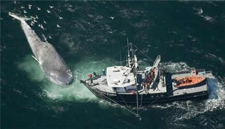 世界上最大的鲸鱼 33.58米长170吨重