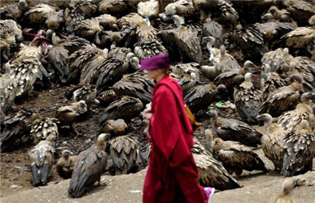 藏族古老的丧葬仪式:天葬 天葬有什么特殊意义?