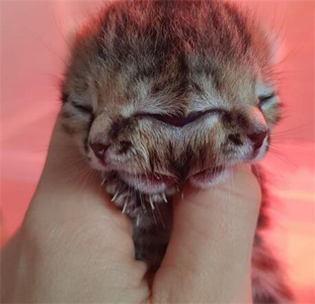 南非诞生一只双脸小猫 存活完好并没有夭折