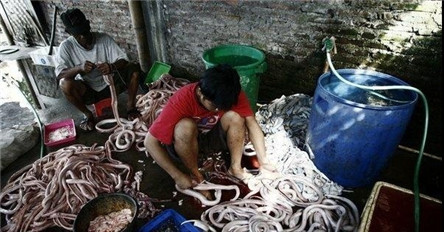 中国第一蛇村 800个人养300W条蛇