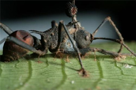 僵尸蚂蚁的形成过程 人类也会被寄生吗?