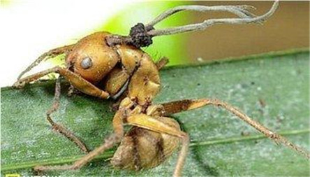 僵尸蚂蚁的形成过程 人类也会被寄生吗?
