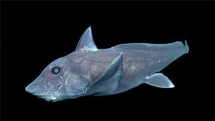 生殖器长在头上的活化石鬼鲨 特殊的生殖方式