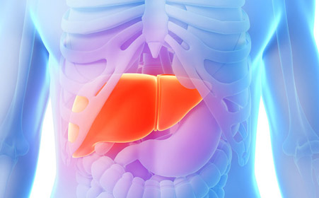 肝脏的功能是什么？
