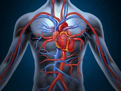 如何增强心脏功能？